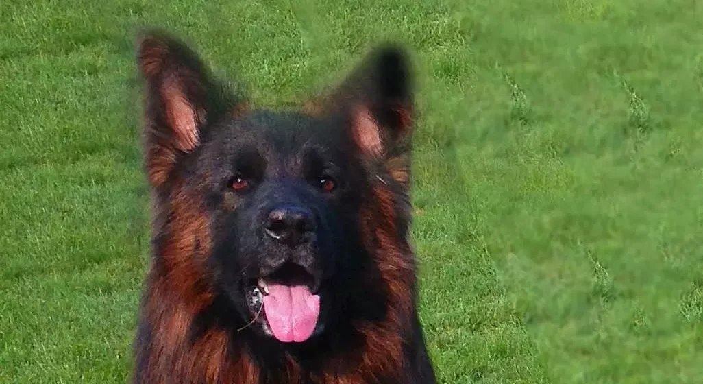 Cruze, a long-haired European working-line German Shepherd