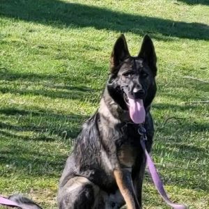 Koko — Adult Re-Home