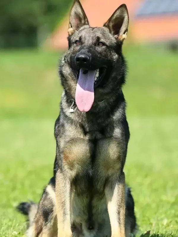 Patton, one of our European working-line sires