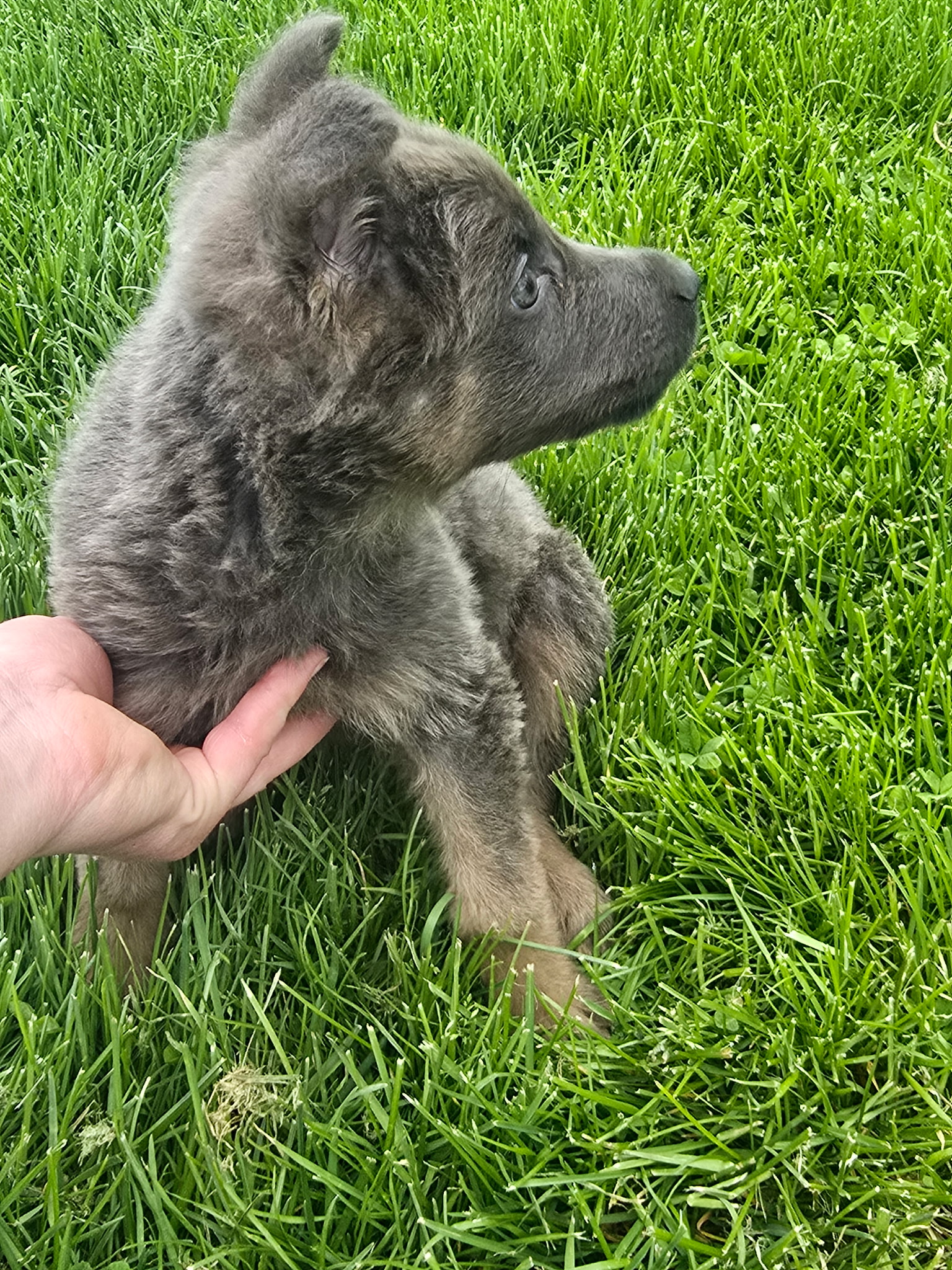 Bjorn × Reece — Blue and Tan Female