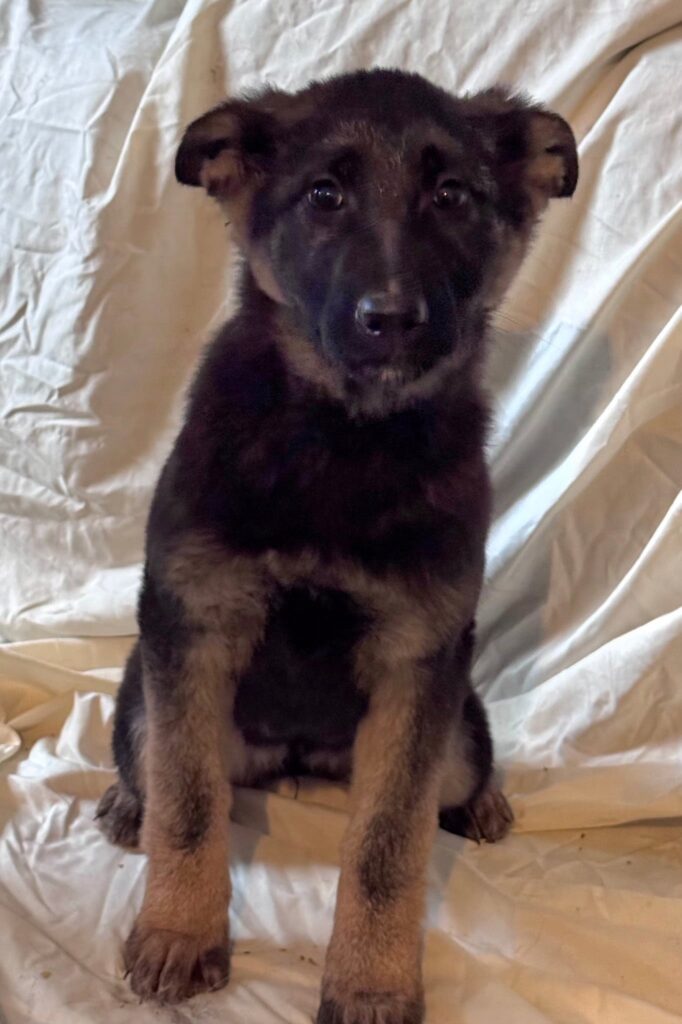 Bjorn × Reece — 2 Almost Identical Littermates